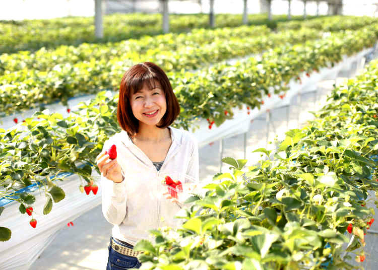 Where Can You Pick Strawberries?