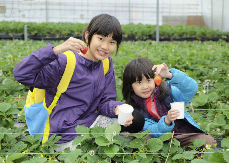 おいしいイチゴを見極めるポイント