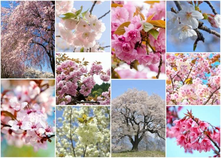 Sakura Flowers 10 Anese Cherry Blossom Varieties You Ll Fall In Love