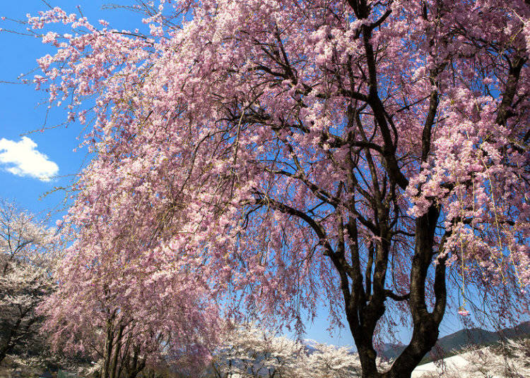 3. Shidarezakura