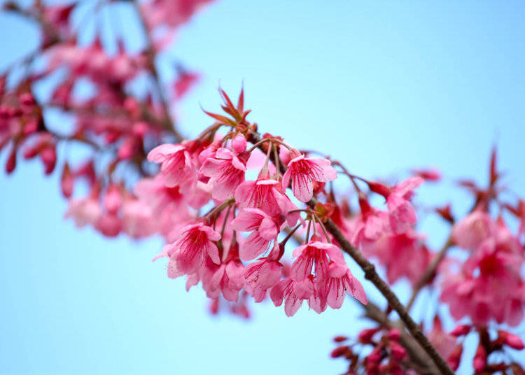 樱花图案高清