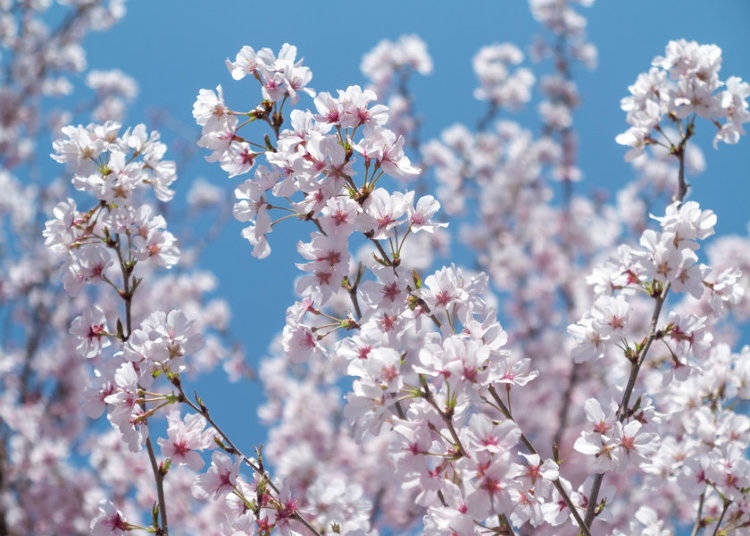Ishitokaba Zakura