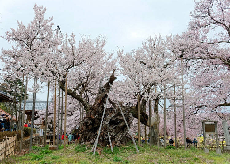 Yamataka Jindai Zakura