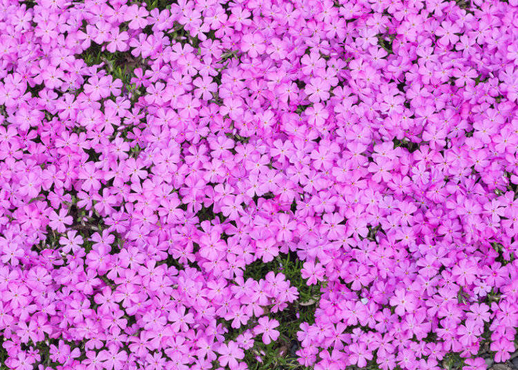 芝桜の概要と見頃