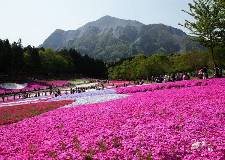 「芝櫻樂園」琦玉的羊山公園