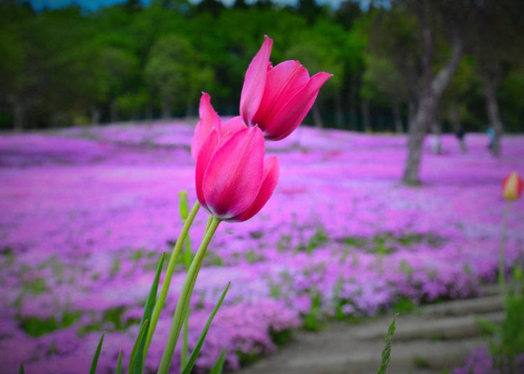 Flower Festivals