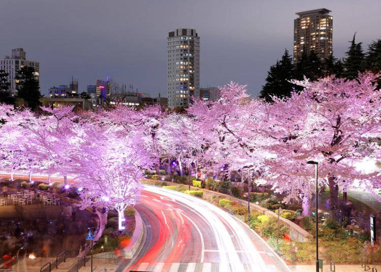 9 Things to Love About Spring in Tokyo - LIVE JAPAN