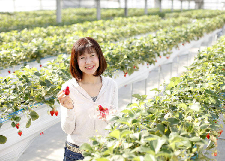 イチゴ狩り