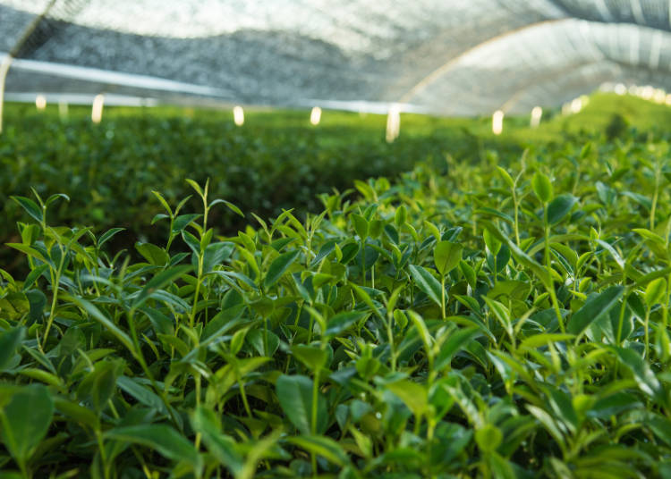 抹茶の定義