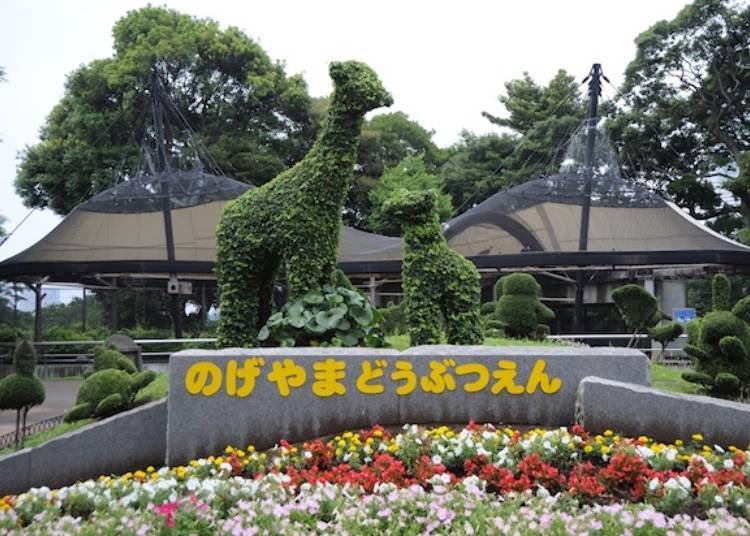 在“野毛山动物园”与疗愈高手的可爱动物们共度时光