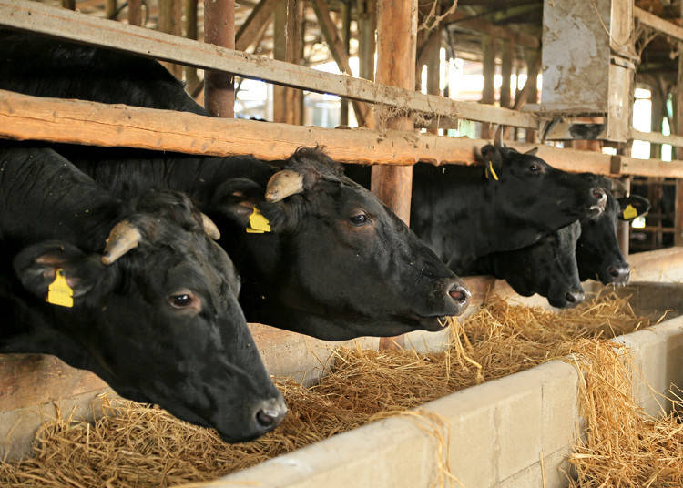 Raising Wagyu: Fact vs. Myth