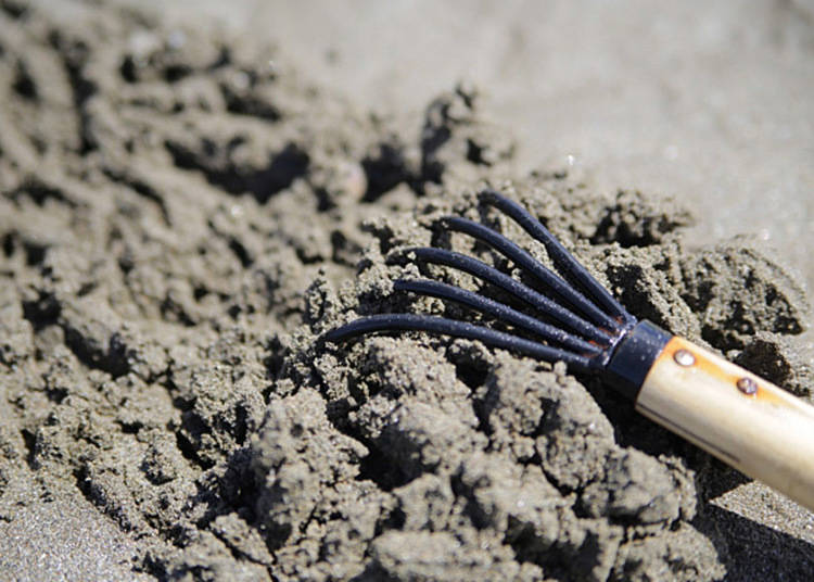 A Must for Clam and Shellfish Hunters: What to Wear & What to Bring