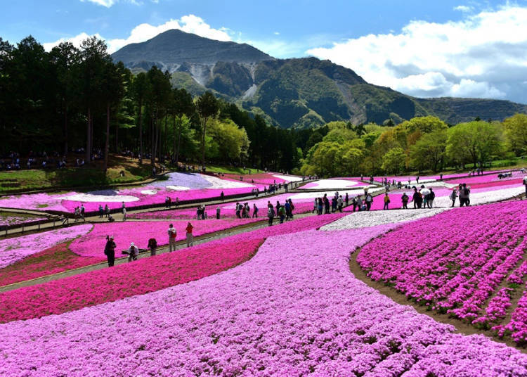 Sightseeing in Chichibu: Shibazakura at Hitsujiyama Park in April and May