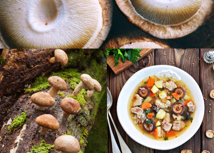 1) Shiitake