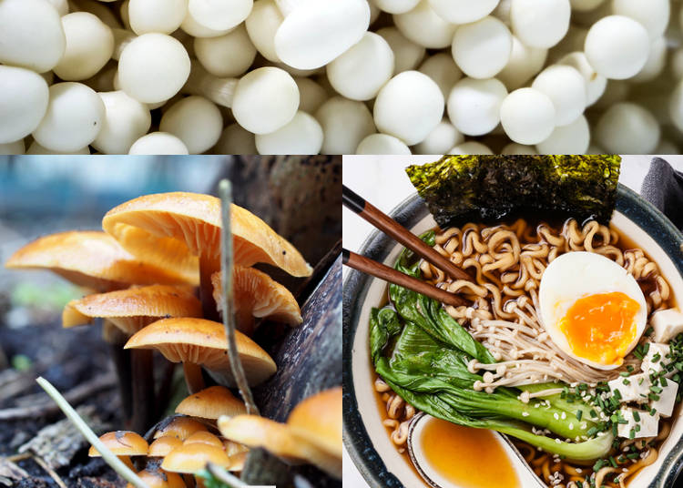 4) Enoki