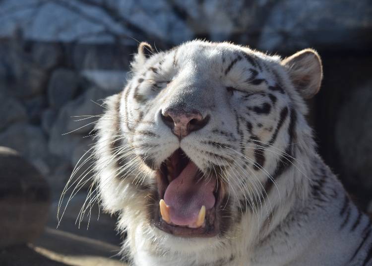 Tobu Zoo: A Big, Fun Place Filled with Animals and Attractions