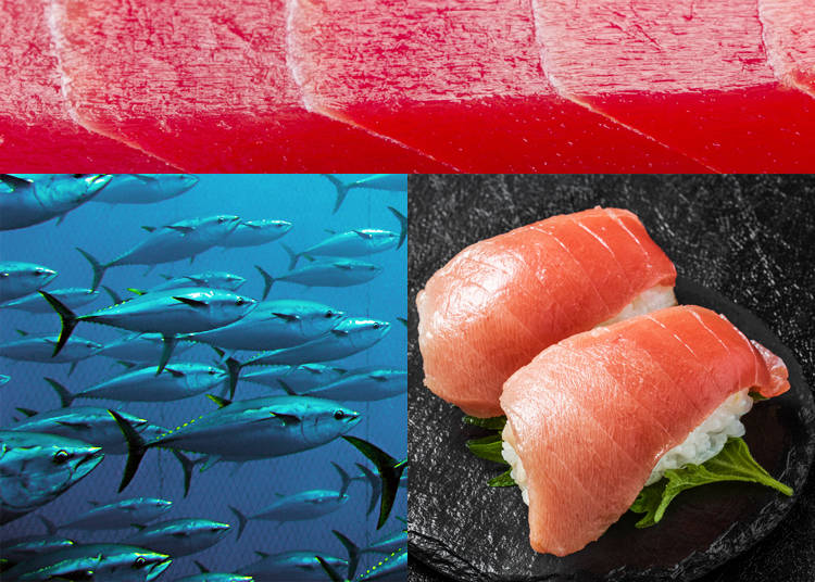 4) Maguro – Bluefin Tuna