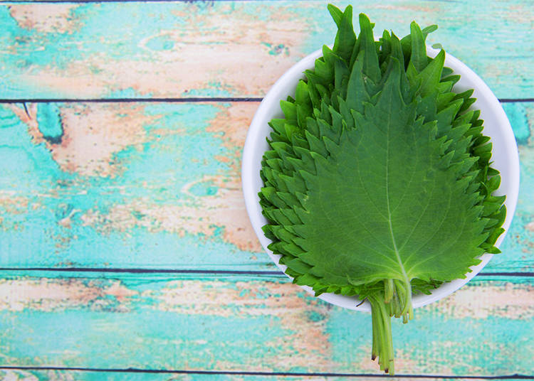 4. Shiso: Perilla