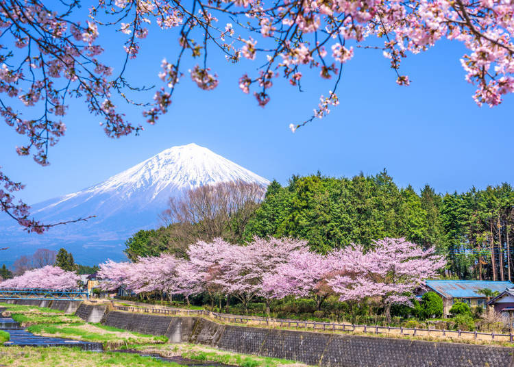 Central Japan Selections - Shizuoka