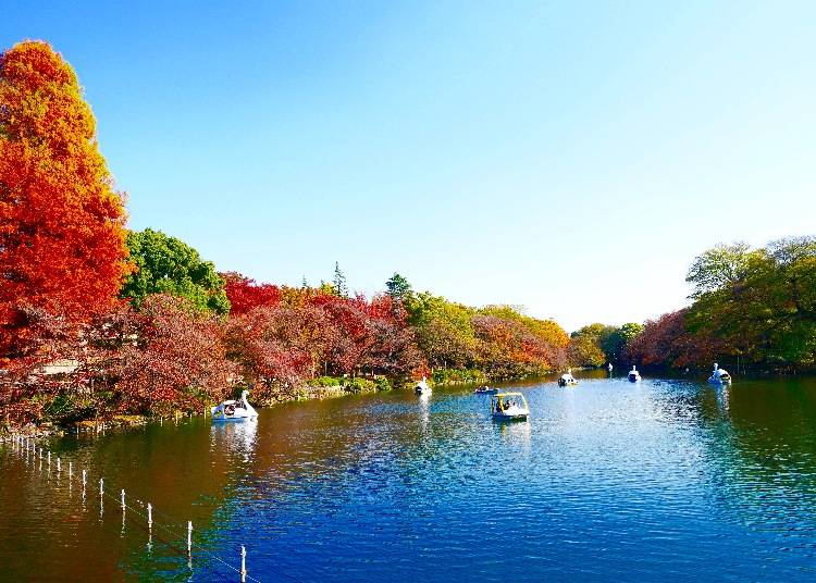 第5站 井之頭恩賜公園 賞櫻、賞楓一年四季都有值得佇足的美景