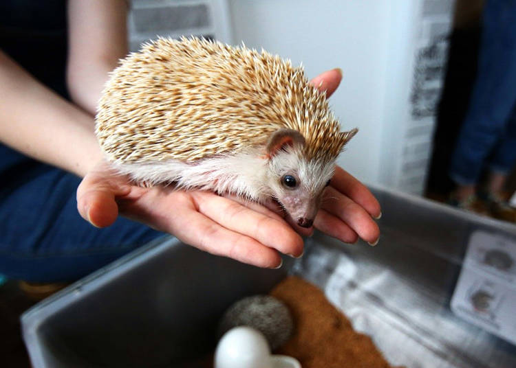 Hedgehog Café Do’s and Don’ts
