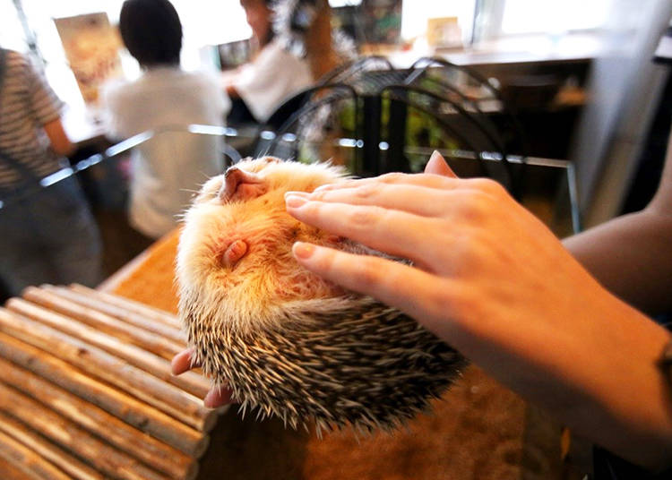 Head to Hedgehog Café Harry!