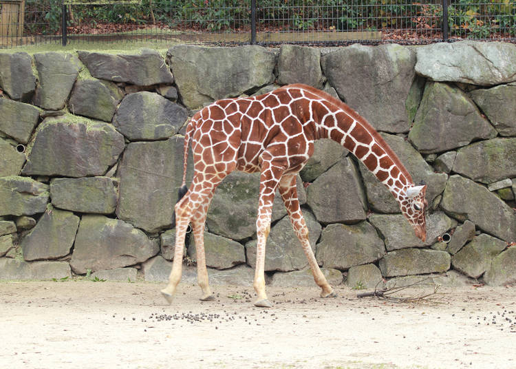Visit Zoorasia for Some Animal Fun