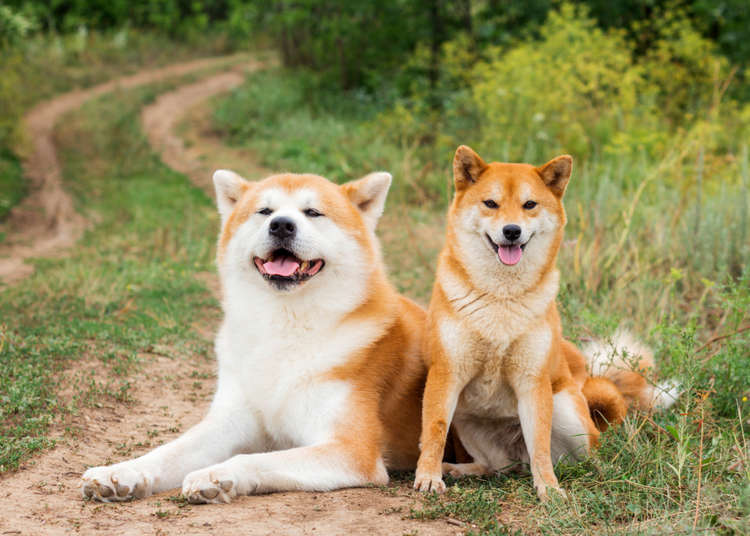 6 Japanese Dog Breeds That Will Make Your Heart Melt - LIVE JAPAN