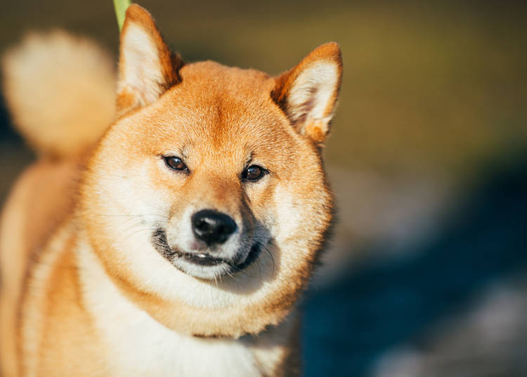6 Japanese Dog Breeds That Will Make Your Heart Melt LIVE JAPAN