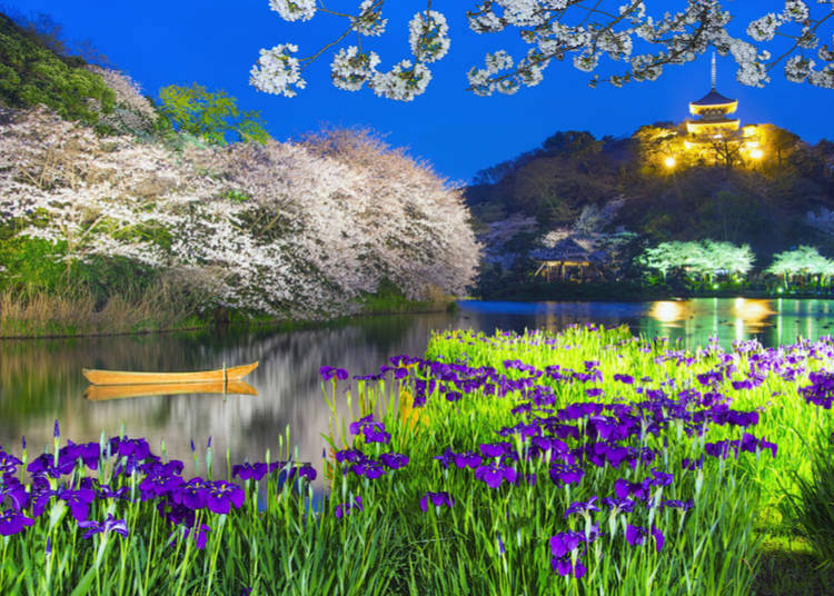 What flowers bloom in Summer in Japan 2019