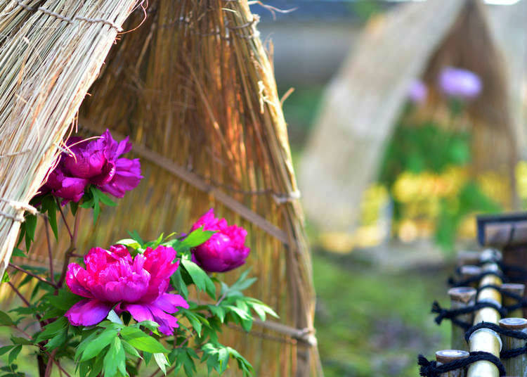 What flowers bloom in Winter 2019 in Japan