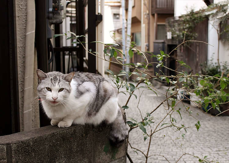 Reason No. 9 – Encounters of the Feline Kind