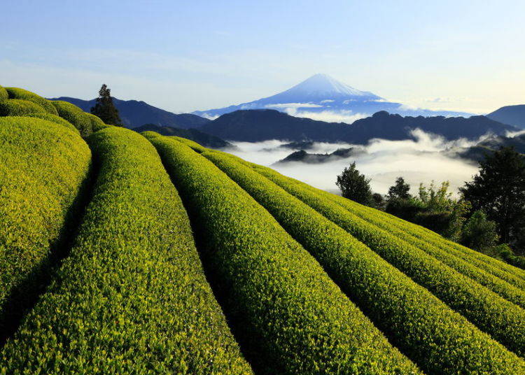 Green Tea (Shizuoka)