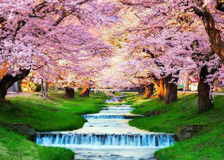日本北部櫻花開花時間較晚