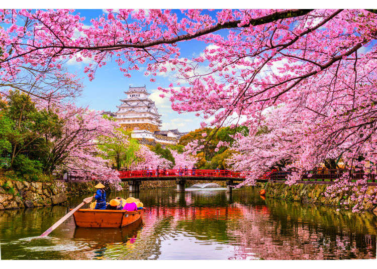 Japanese Flowering Tree Pink - E-nqixz