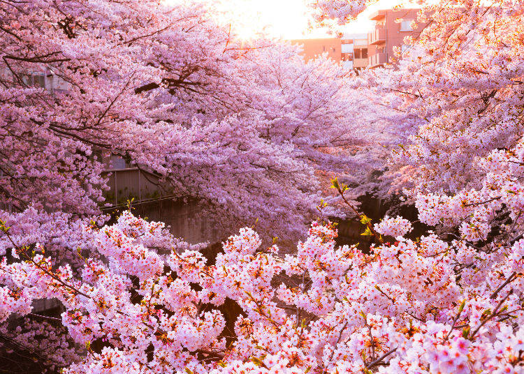 Cherry Blossoms In Japan Faq Insider Guide To Japans Most Famous 8260