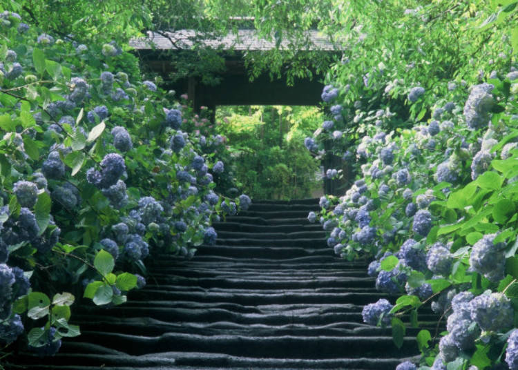 Into the “Meigetsu-in Blue,” an Enigmatic World of Petals