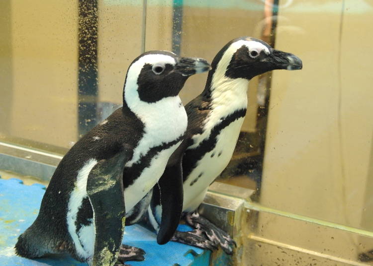 2. Share a drink with some penguins!? (Ikebukuro)!