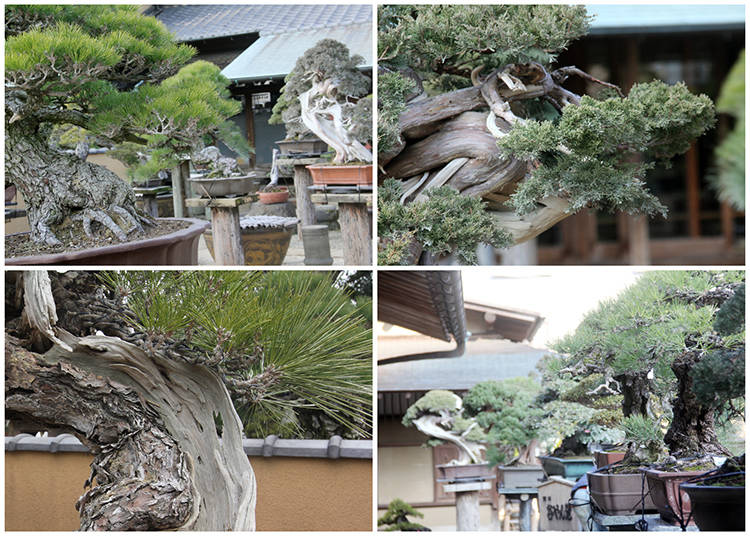 What is Bonsai?