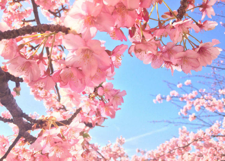 Sakura Photo Tips #2. Time yourself around sunrise and sunset