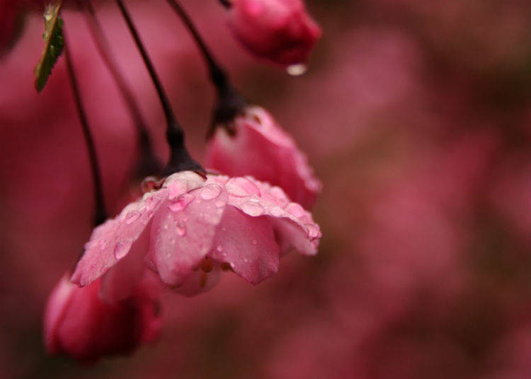Sakura Photo Tips #5. Make the dull days work for you