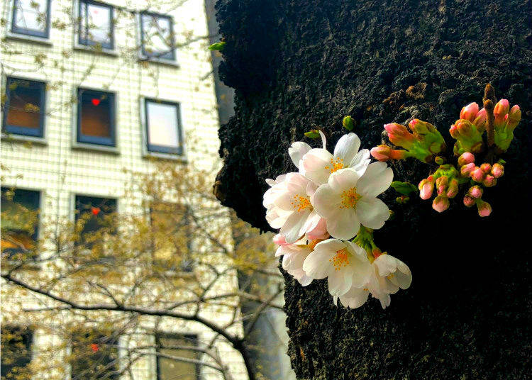 Sakura Photo Tips #3. Plan around overcast weather