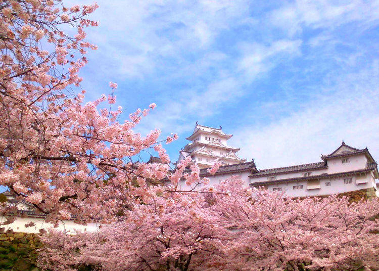 Himeji Castle (Hyogo Prefecture) - Ranked #1 in 2018 for best cherry blossoms in Japan!