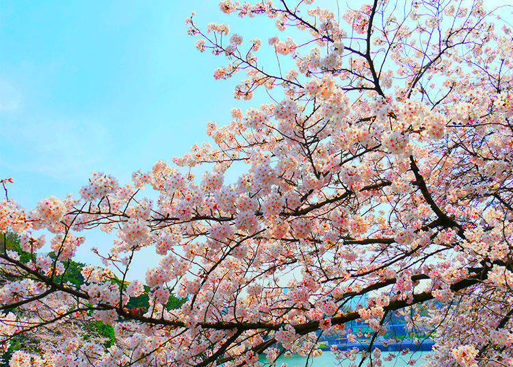 What is Chidorigafuchi?
