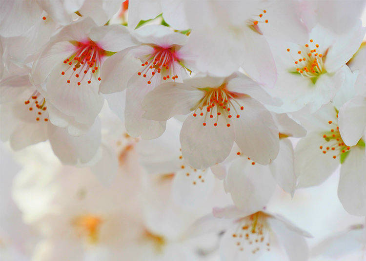 The Magic of Cherry Blossoms