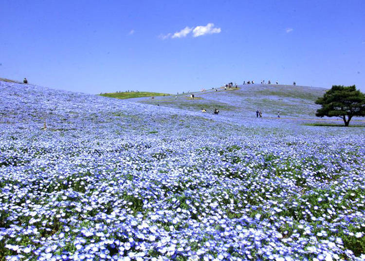 Miharashi Hill: Where the Heavens Merge With the Land
