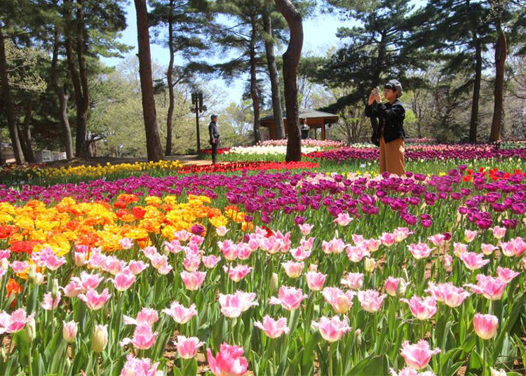 So Many Other Spring Flowers!