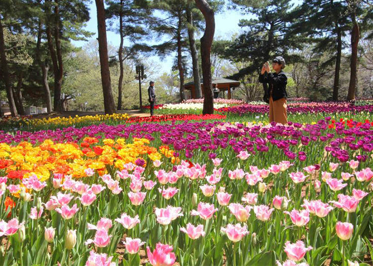 春に見られるその他の花もチェック