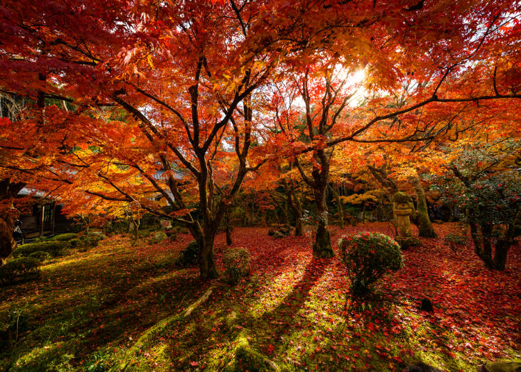 「京都」の紅葉と川辺でビールは最高でした(アメリカ/男性)