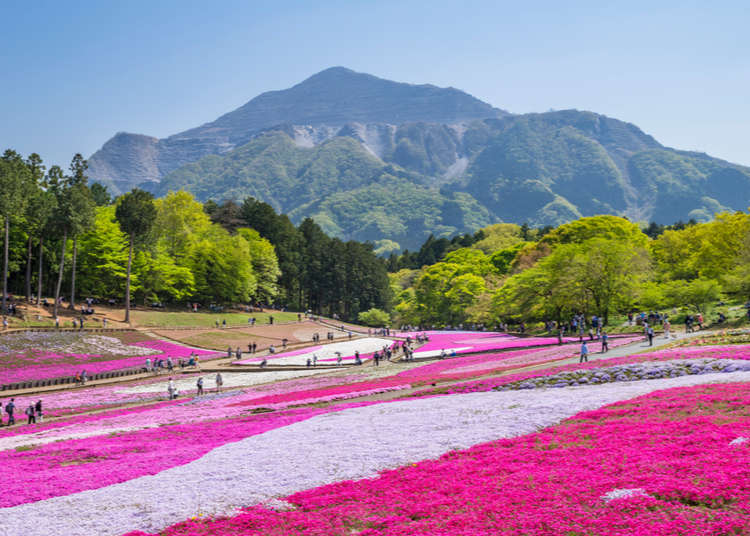 2018年、最新情報!羊山公園・芝桜の丘の芝桜徹底紹介!